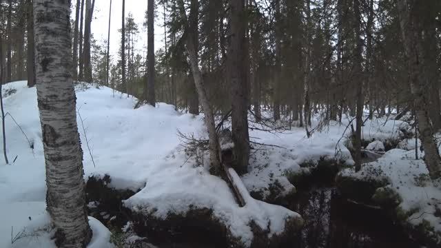 ОХОТА НА КУНИЦУ КАПКАНАМИ/ ПРОВЕРКА ПУТИКА / добавил еще пару КА-2