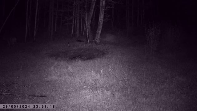 СИБИРСКИЕ КОСУЛИ ИЗЮБРЯ ФОТОЛОВУШКА В ТАЙГЕ