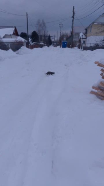 котэ!