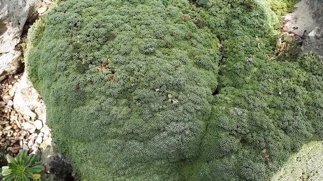 Arenaria alfacarensis
