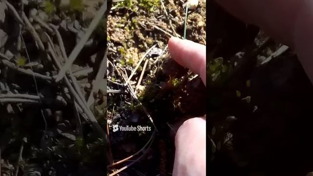сморчки, весенний деликатес.mp4