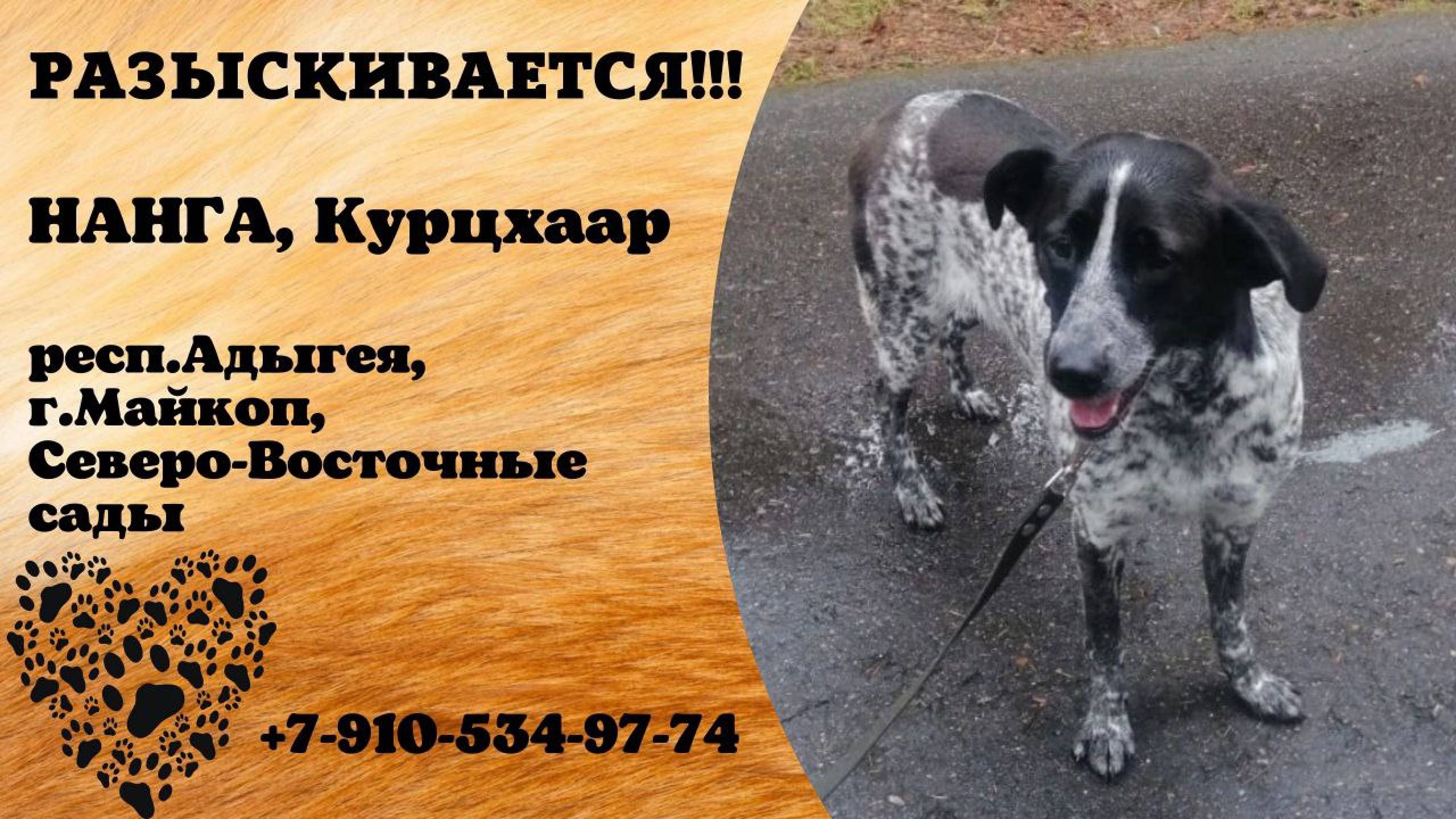 Пропала собака! НАНГА. Курцхаар. респ. Адыгея,.г. Майкоп