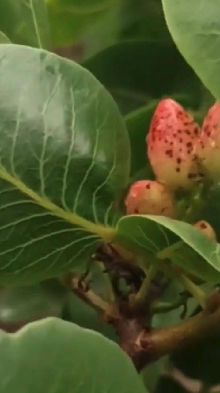 Фисташка Кале-Гучи для садоводства в России | Ростов-на-Дону | Small Gardens