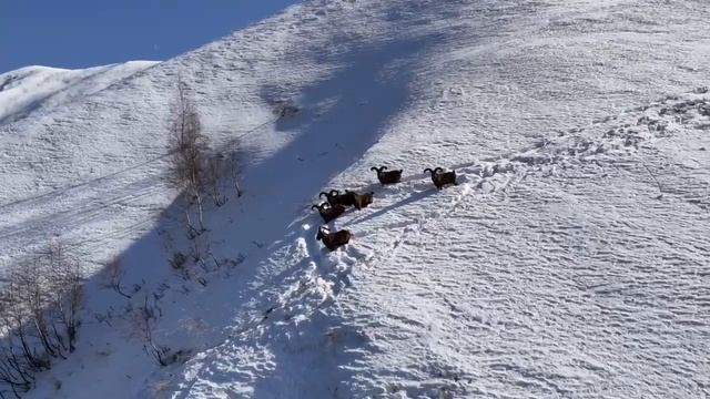 Зимой туры в 🗻.mp4