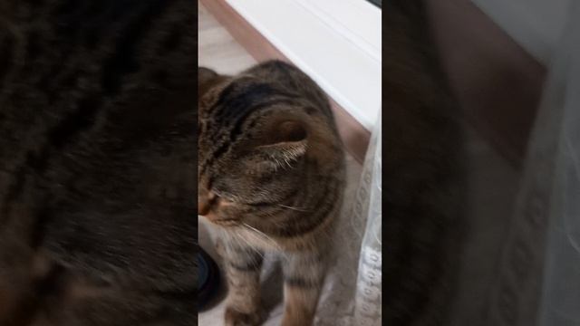 Игра с котом ? Кот играет?