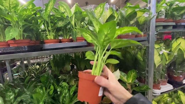 "ФЛОРА ГРУПП" НОВЫЙ ЗАВОЗ🌹🌺🌼🛒😍