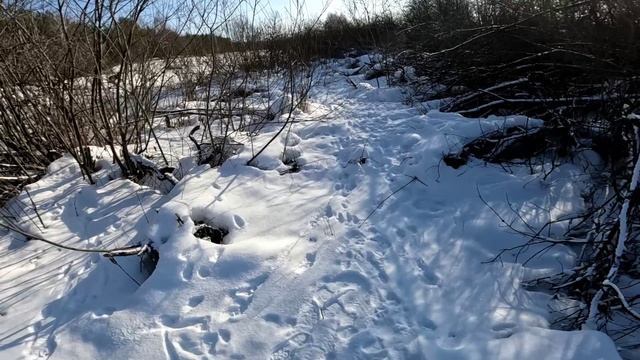 Охота на куницу. Кто ищет тот найдёт.