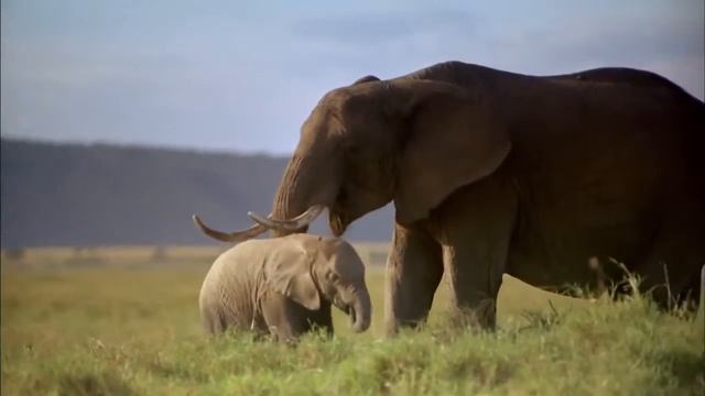 The Serengeti HD Trailer 1,39min