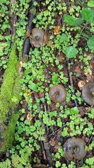 Полянка чёрных груздей, сбор 2024 год, Пермский край