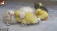 Утята и Цыплята - Кошки и котята (133) Милые малыши Хвостики да Усики ❣️🥰🤗