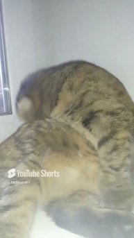 Как, скажите мне....mp4