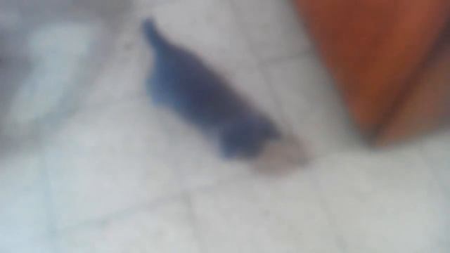 Кошачий друг часть 1