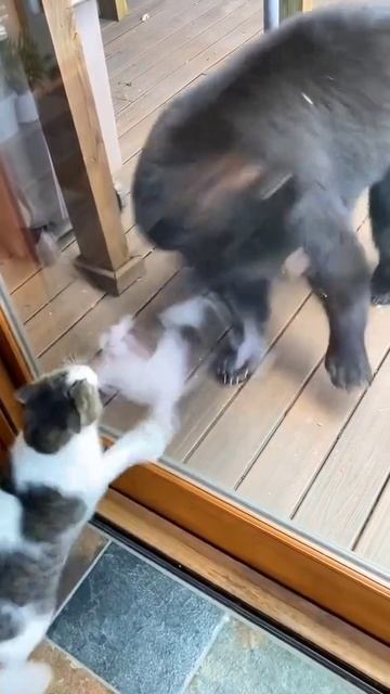 Кот с характером тигра.mp4