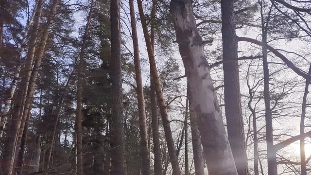 Фенологический дневник. Солнечный день и чижи.