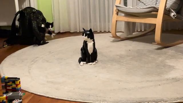 Кот против кота из лего