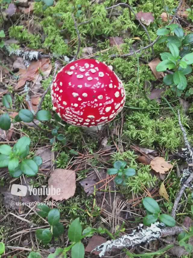 Осенние цветы леса#Autumn flowers of the forest #sorts #лес #forest