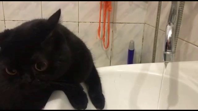 Невыдуманная история про кота Мультстудия