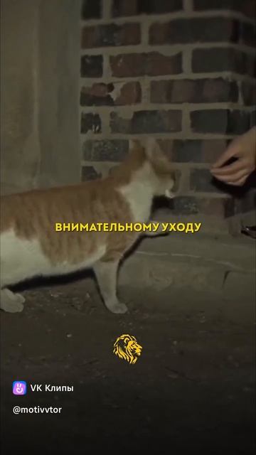 кошка украла более 600 пар перчаток со стройки и отнесла их доброй женщине в благодарность за корм👍