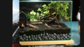 900 ДНЕЙ БЕЗ ЕДЫ -ЭКОСИСТЕМА В ЗАКРЫТОМ ТЕРРАРИУМЕ