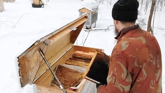 Когда погибли лесные пчелы.