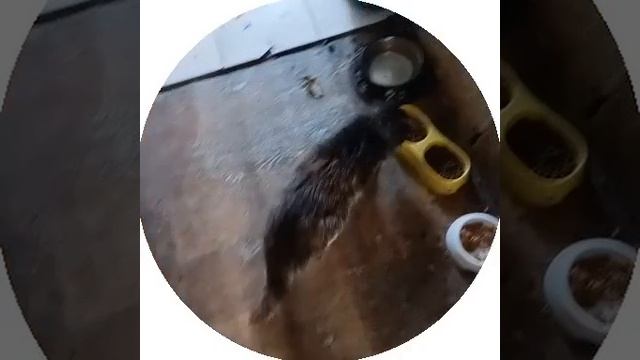 Котик Никси волонтера Оксаны