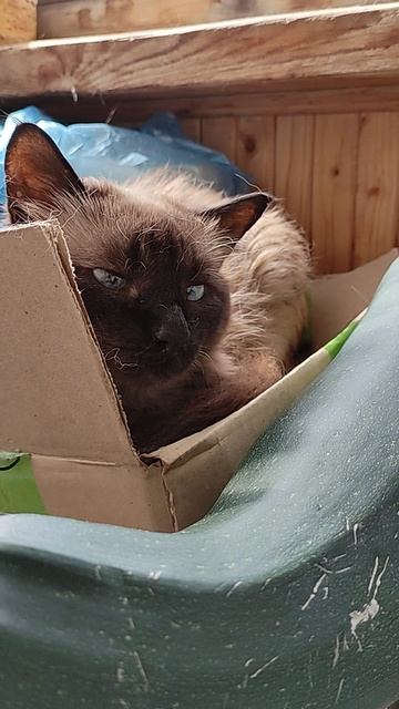 Ушел по радуге...кот Кузя!