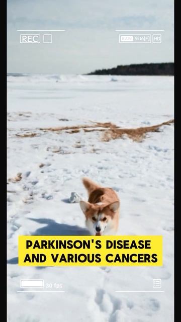 Dog smell is up to 100,000 times more sensitive than ours! - PART 2