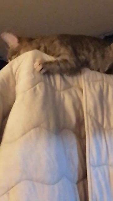 Кошка