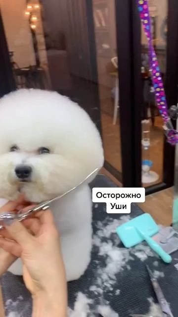 Плюшевый зефир