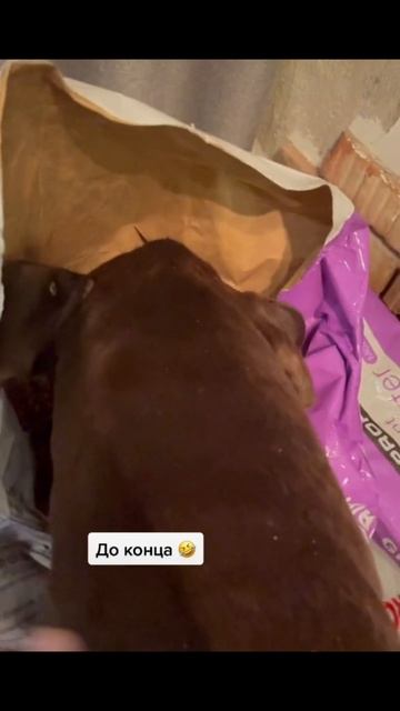 СПАЛИЛИСЬ #Рекомендации #ЛучшаяМимикасИИ #покапибаримся #УютныеРецепты