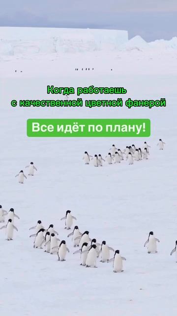 Когда работаешь с качественной цветной фанерой – всё идёт по плану!