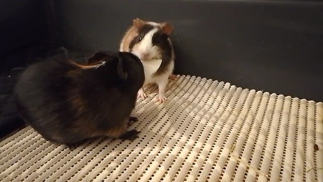1000054659.mp4