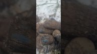коп. металлоискатель. монета николая 1го.