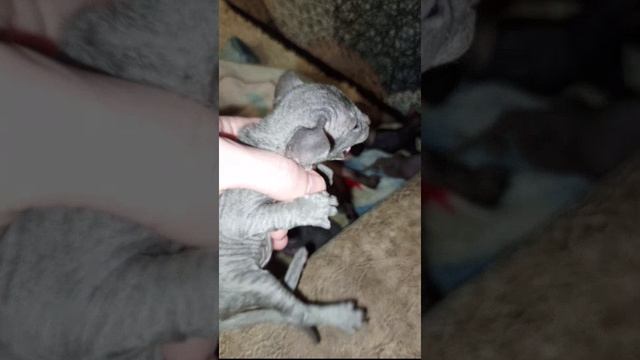 Кормление котят Сфинксов
