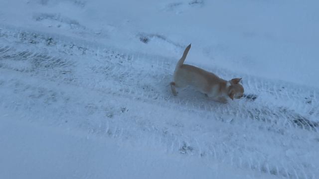 🐕👍👆 Дениска и Куба на прогулке 👆👍🐕