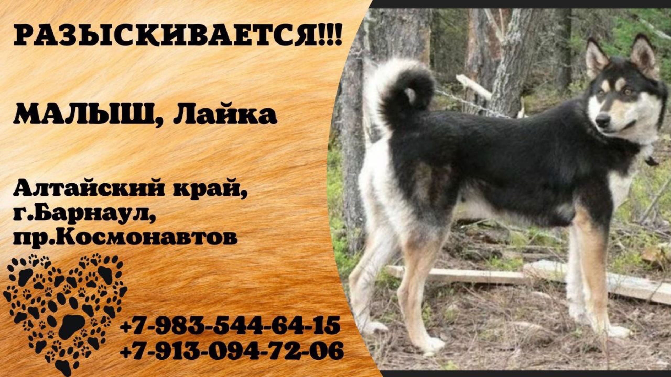 Пропала собака! Малыш, Лайка. Алтайский край, г.Барнаул.