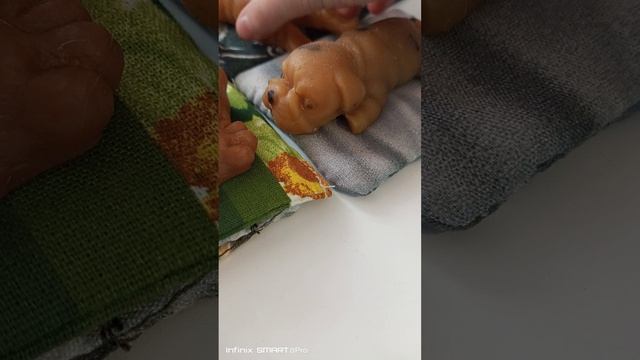 сквиш собачки