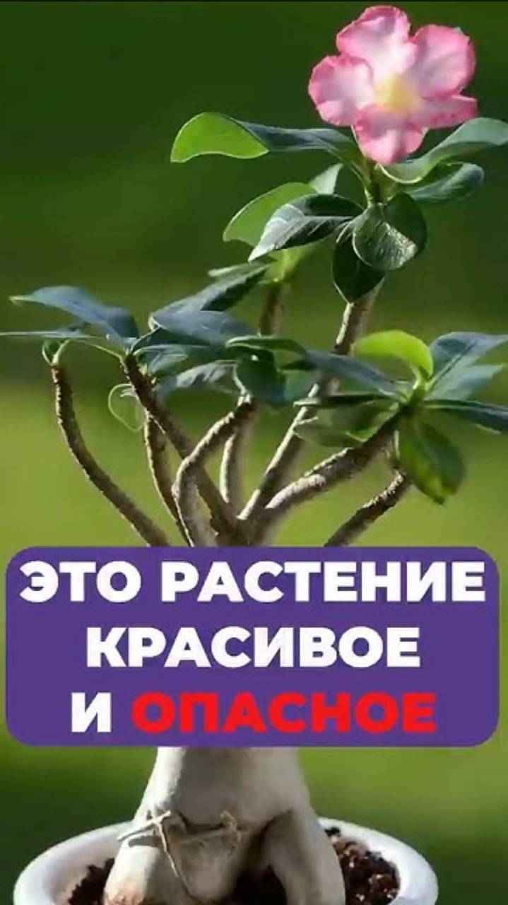 ЭТО растение  может УБИТЬ! #растения #ядовитыерастения #комнатныерастения