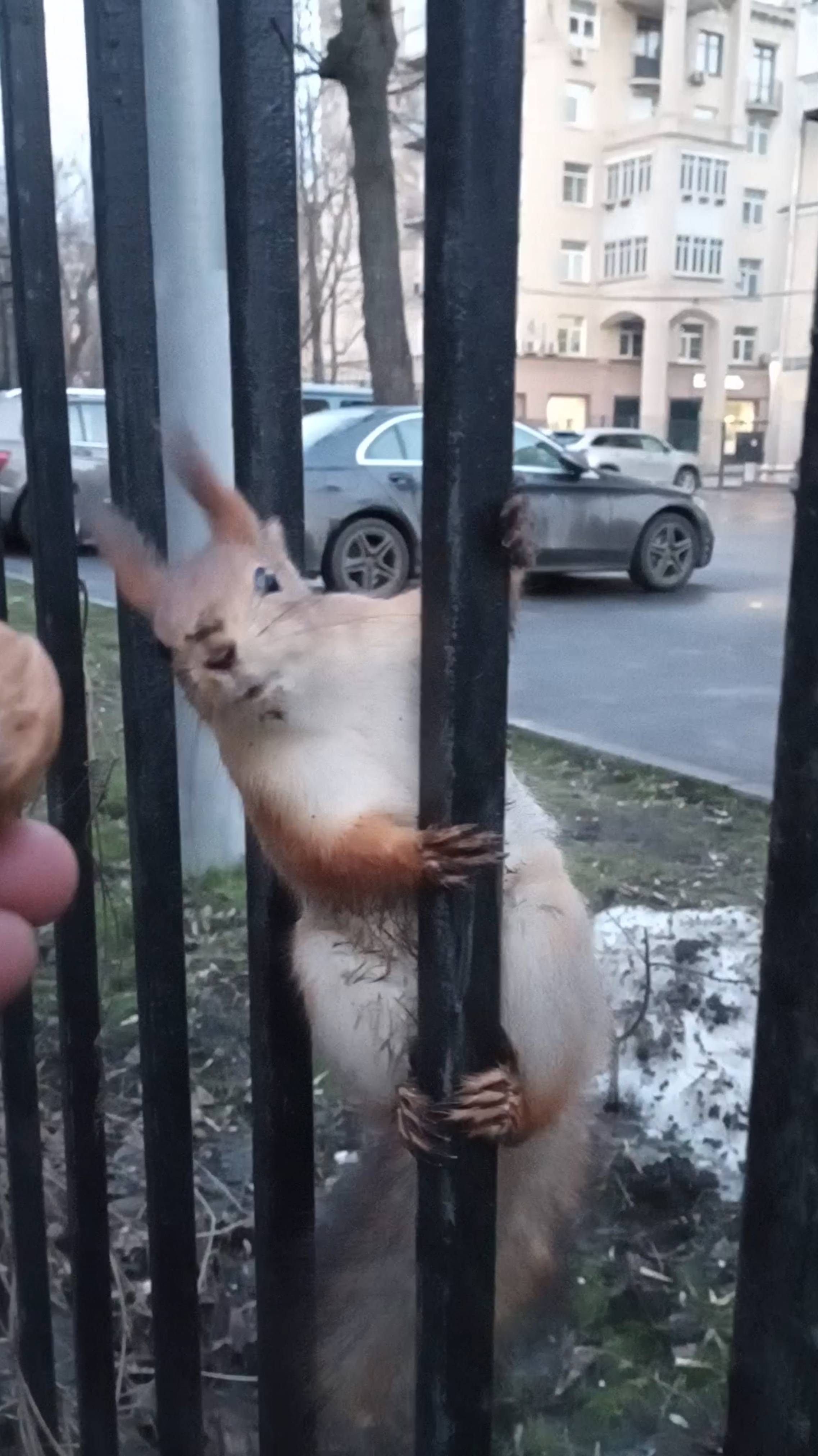 Головастик умеет лазить по заборам
