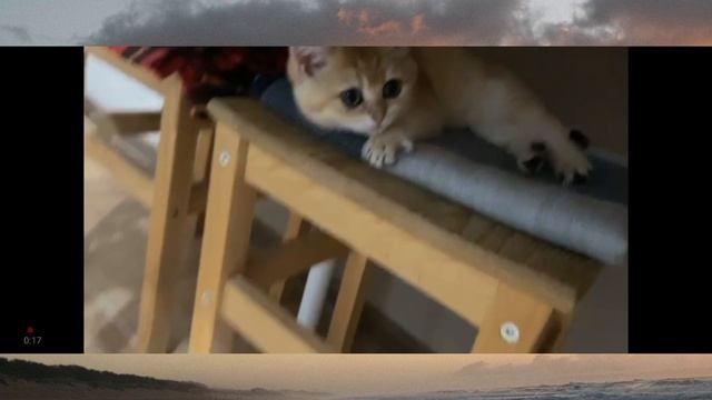 Смешная история про котенка и мышь.”Кошачья бесконечная охота„.