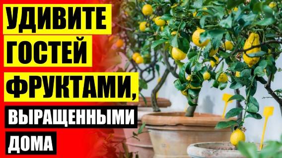🎯 Где купить мини дерево фруктовые ⭐ Домашнее дерево в горшке виды и названия с фото 🤘