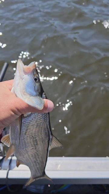 Отчеты с рыбалок в Самаре тут:
https://t.me/rybalka163