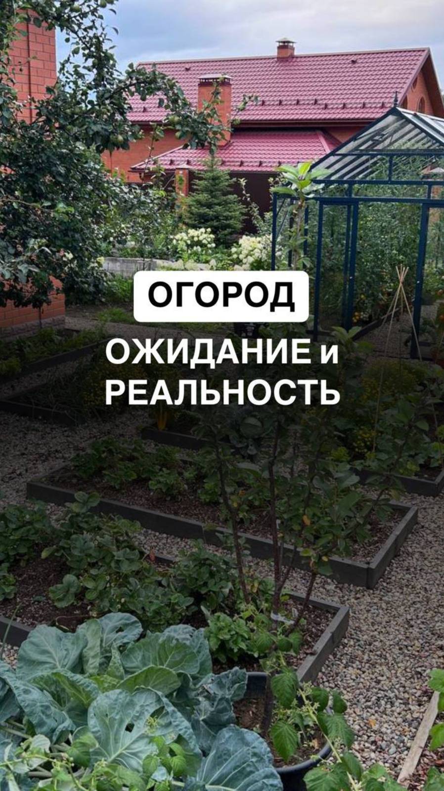Огород. Ожидание и реальность #огород #сад #садмечты #огородбезхлопот #урожай #урожаймечты