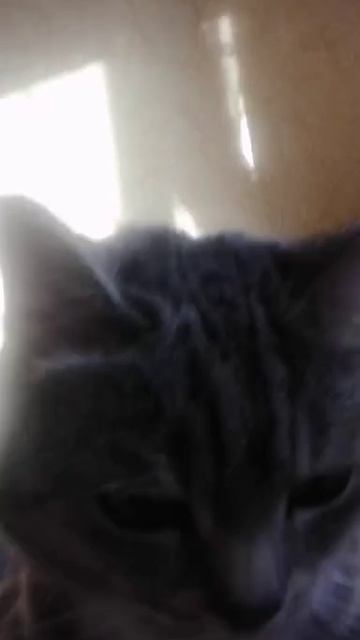 Мурчание котика