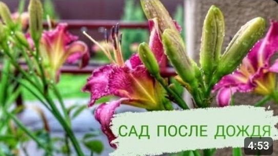 ЛЕТНИЙ САД ПОСЛЕ ДОЖДЯ. 25.07.2023г. БЕЛАРУСЬ,ГОМЕЛЬСКАЯ ОБЛАСТЬ