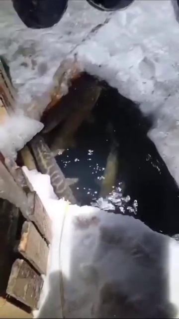 Ловят Щук руками
