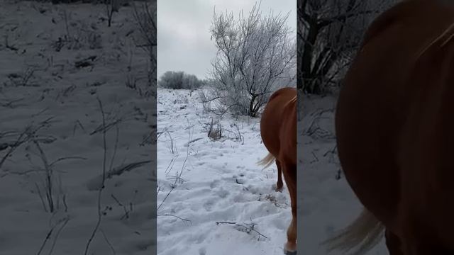 2_5294105632557789210.mp4