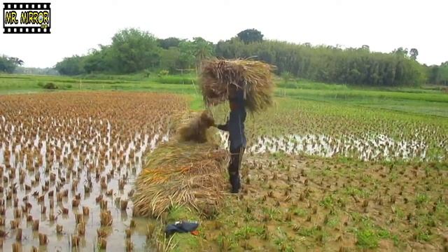 বড়দের মতো কাজ করে বাচ্চাটা দেখলে অবাক হয়ে যাবেন, Boy Doing Unbelievable work