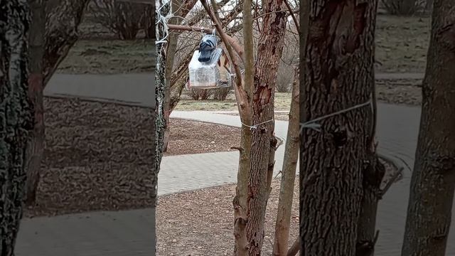 14.02.25. голубям не удалось добраться до корма в кормушках для синиц и белок