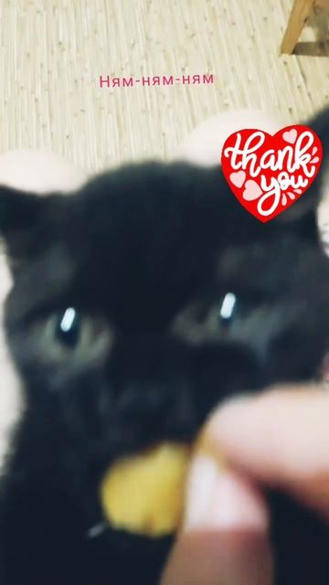 Котики